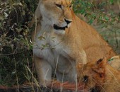 Mamma leonessa e cucciolo